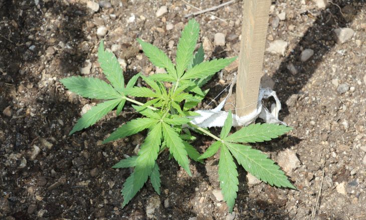 Asgjësohen rreth 26 mijë bimë narkotike në Shqipëri