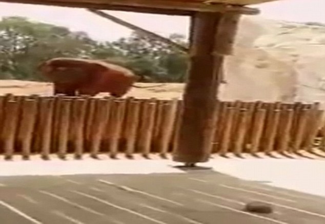 Një fëmijë vritet nga guri i hedhur nga një elefant në Marok