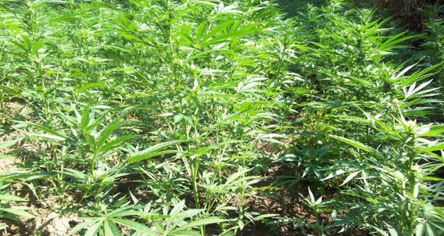 Vlorë, asgjësohen mbi 17 mijë rrënjë kanabis