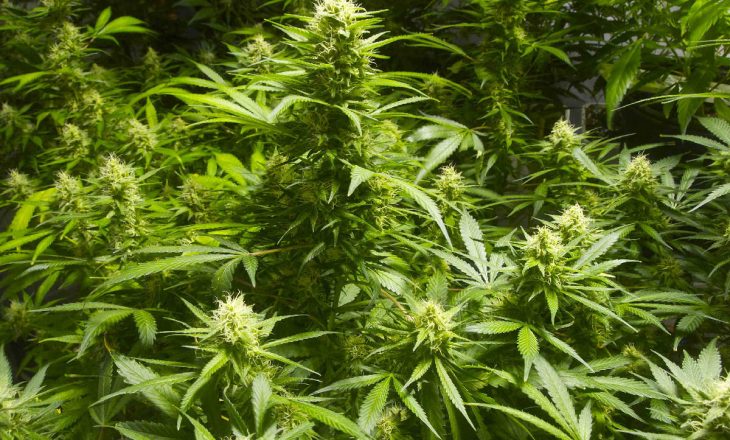 Në Shqipëri konfiskohet sasi rekorde e drogës