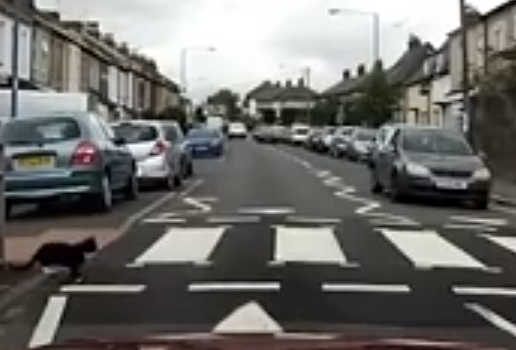Shoferët japin përparësi maces që kalon rrugën në zebra