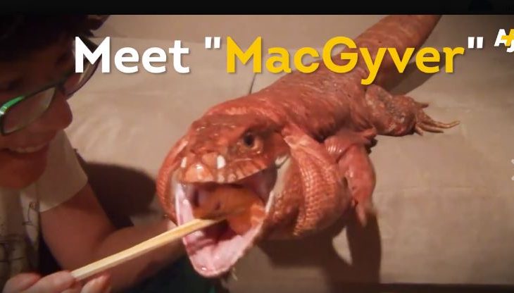 Të jetosh me hardhucë