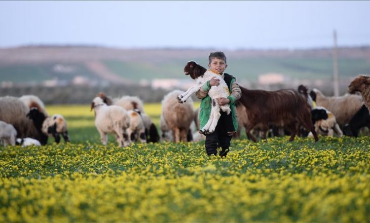 Rikthehet jeta në Al-Bab të Sirisë