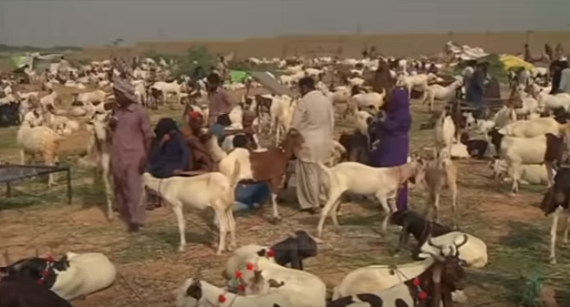 “Kurban Bajrami” në Pakistan, 10 milionë kafshë bëhen kurban