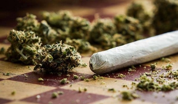 Në një lokal në Pejë gjenden 18 mullinj për bluarjen e marihuanës