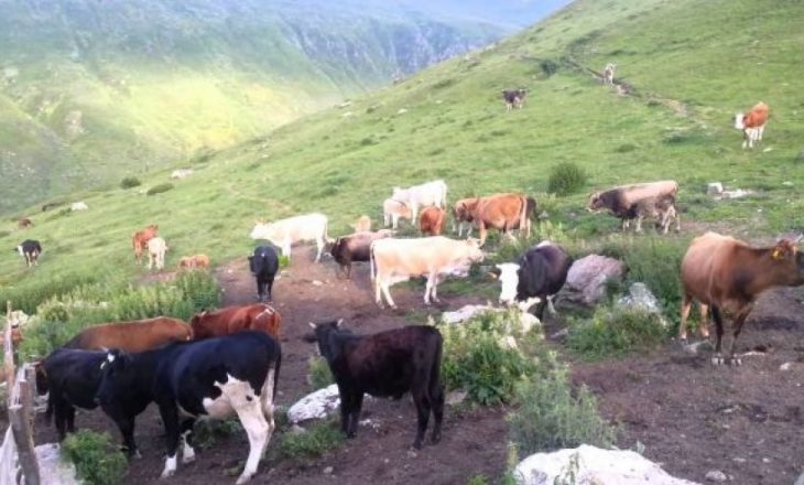 OBSH-ja ndalon dhënien e antibiotikëve për kafshët
